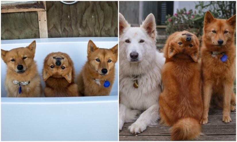 We all have that friend: the dog "spoils" each photo with relatives We all have that friend: the dog "spoils" each photo with relatives