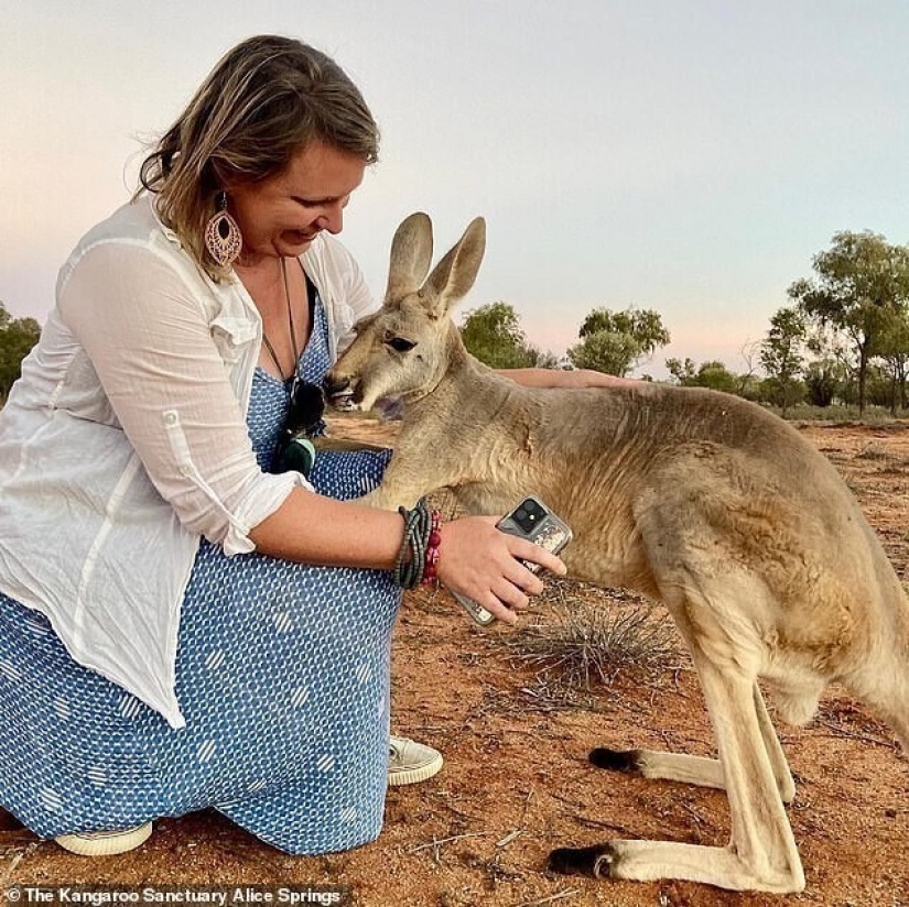 What does the most affectionate kangaroo in Australia look like, who loves hugs very much What does the most affectionate kangaroo in Australia look like, who loves hugs very much