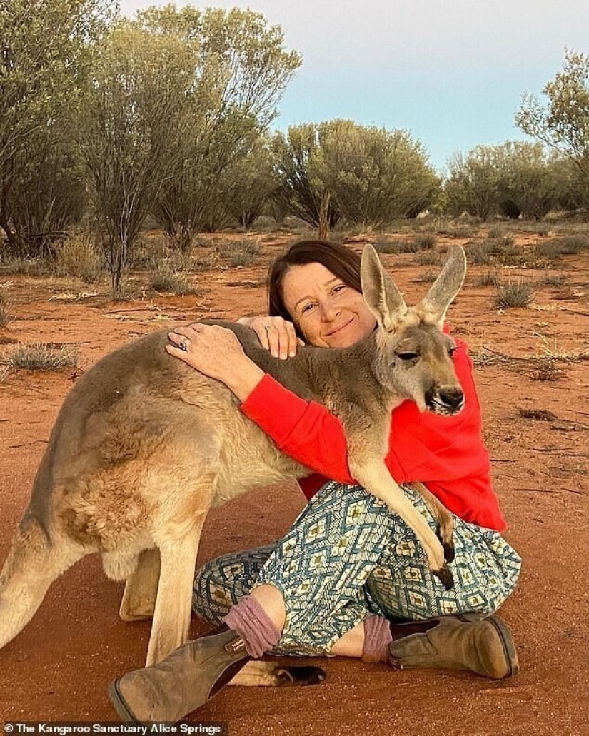 What does the most affectionate kangaroo in Australia look like, who loves hugs very much What does the most affectionate kangaroo in Australia look like, who loves hugs very much