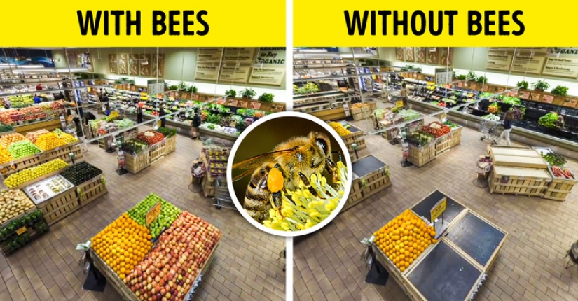 What would happen if all the insects on earth disappeared