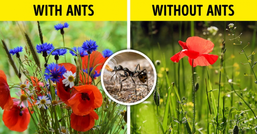 What would happen if all the insects on earth disappeared
