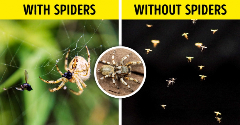 What would happen if all the insects on earth disappeared