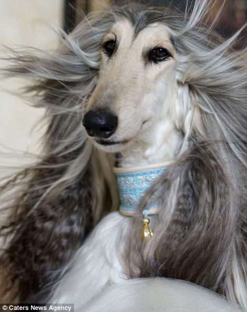 When a dog has a better hairstyle than you: a Chinese man spends thousands of dollars on caring for his pet's hair