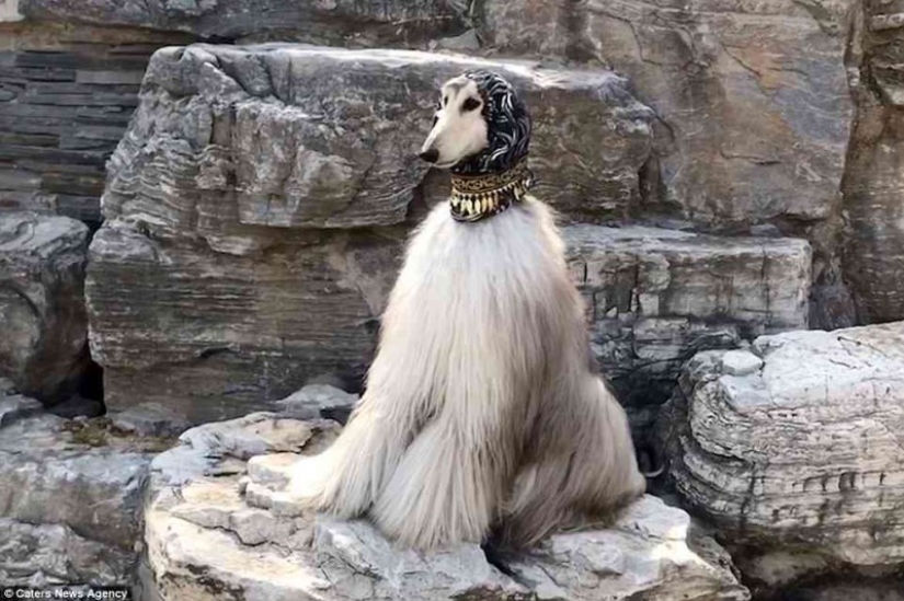 When a dog has a better hairstyle than you: a Chinese man spends thousands of dollars on caring for his pet's hair