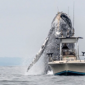 When luck is on the photographer's side