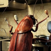 Why do they breed six billion cockroaches a year on a giant farm in China