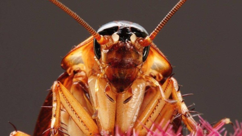 Why do they breed six billion cockroaches a year on a giant farm in China Why do they breed six billion cockroaches a year on a giant farm in China
