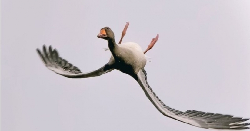 Why do wild geese fly upside down Why do wild geese fly upside down