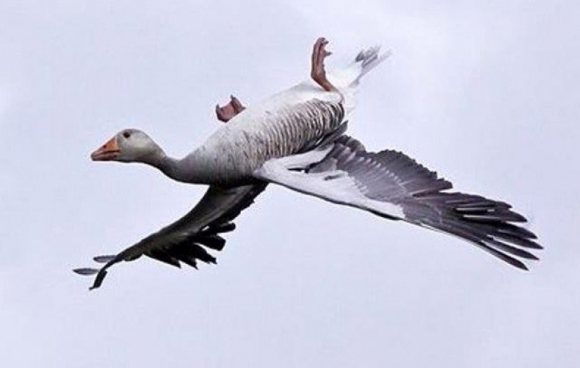 Why do wild geese fly upside down Why do wild geese fly upside down