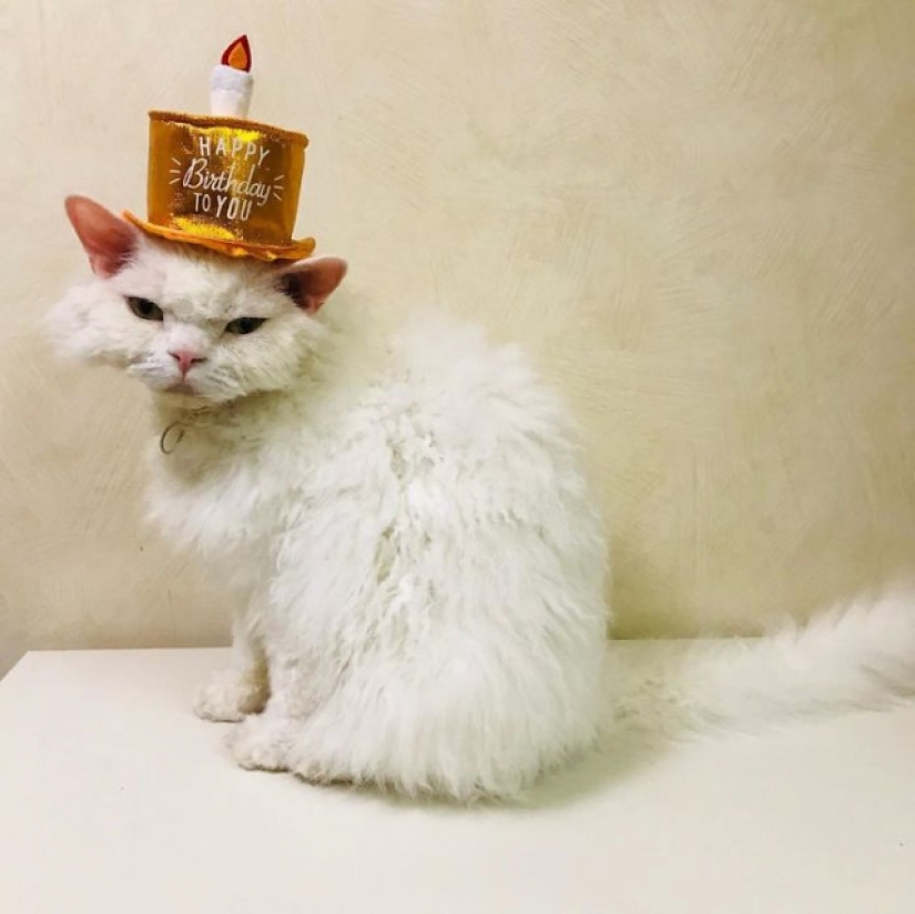 Why Japan's Chiriko cat always looks unhappy