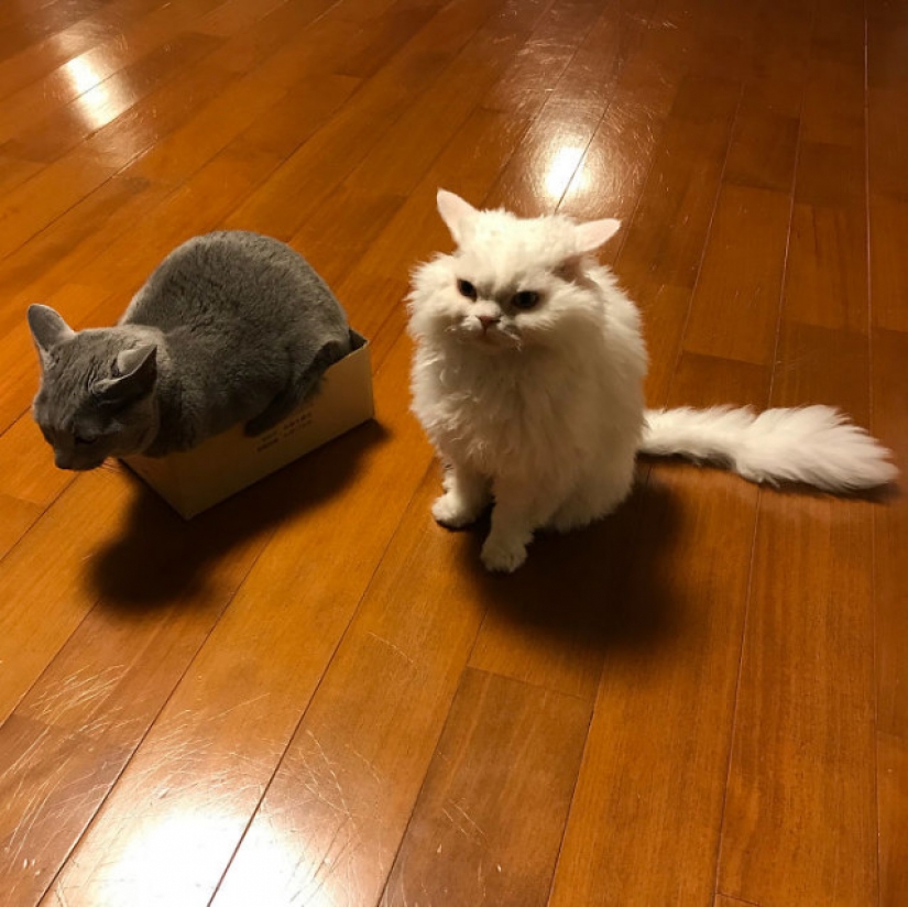 Why Japan's Chiriko cat always looks unhappy