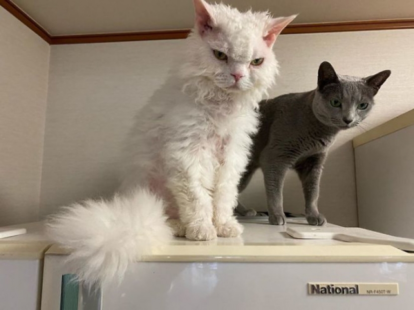 Why Japan's Chiriko cat always looks unhappy