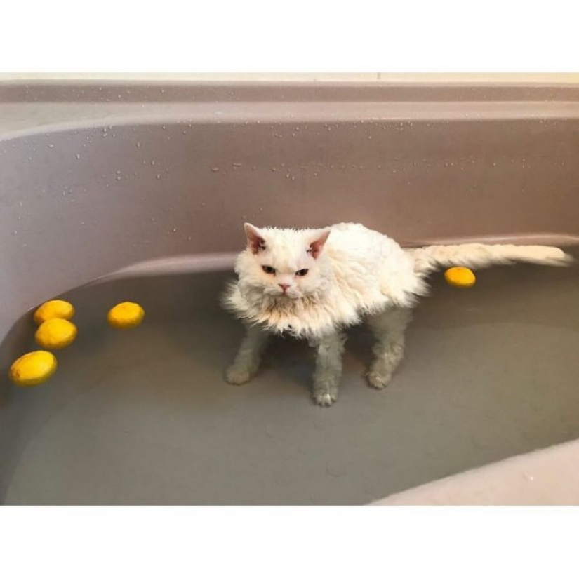 Why Japan's Chiriko cat always looks unhappy