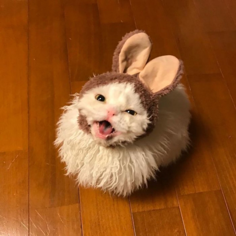 Why Japan's Chiriko cat always looks unhappy