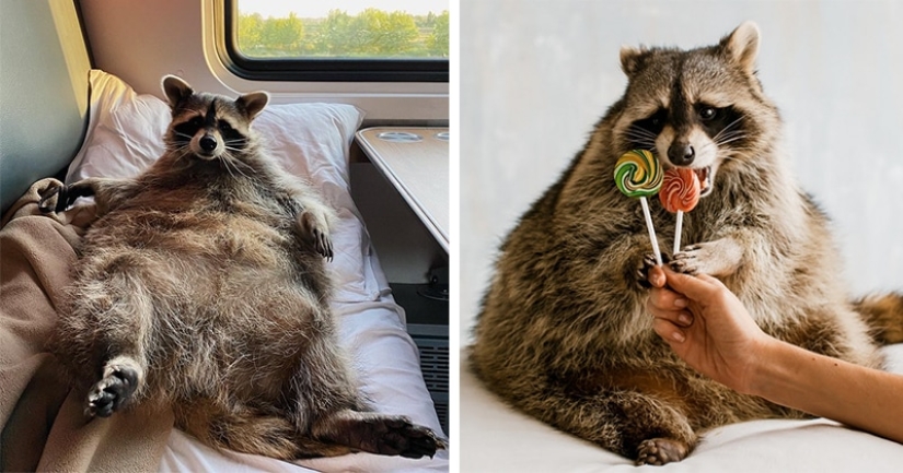 Why the fat raccoon Theme from Kemerovo became a star of social networks