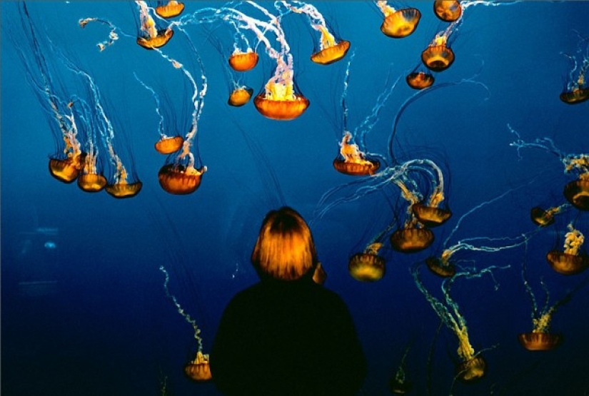 Wildlife behind glass