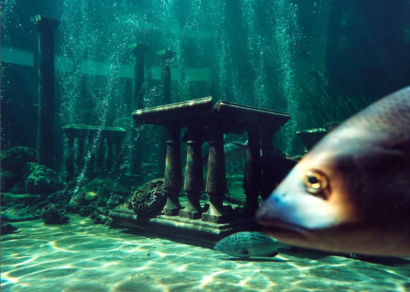 Wildlife behind glass