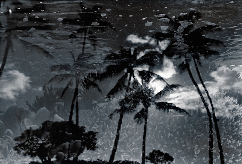 Wildlife behind glass