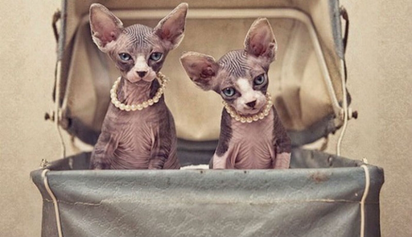 Wonderful sphinx cats in photos by Serena Hodson Wonderful sphinx cats in photos by Serena Hodson