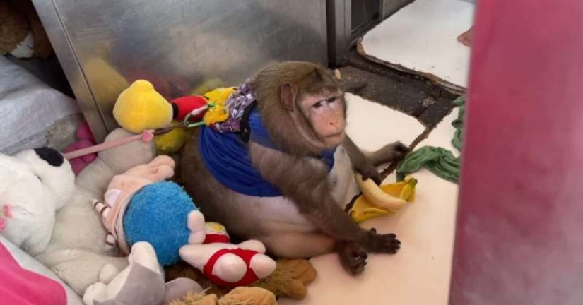 You just look at this round-the monkey! Here's how it fattened on the market in Thailand