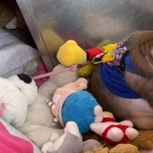 You just look at this round-the monkey! Here's how it fattened on the market in Thailand