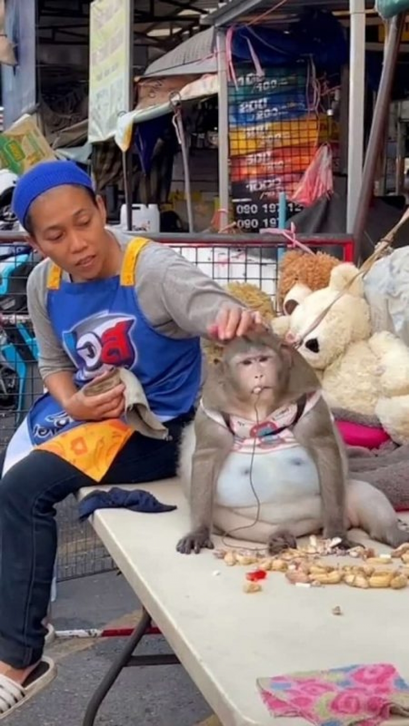 You just look at this round-the monkey! Here's how it fattened on the market in Thailand