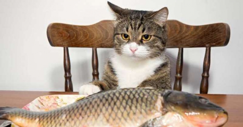 "You will sell fish": the story of the sweetest meme of this summer