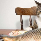 "You will sell fish": the story of the sweetest meme of this summer