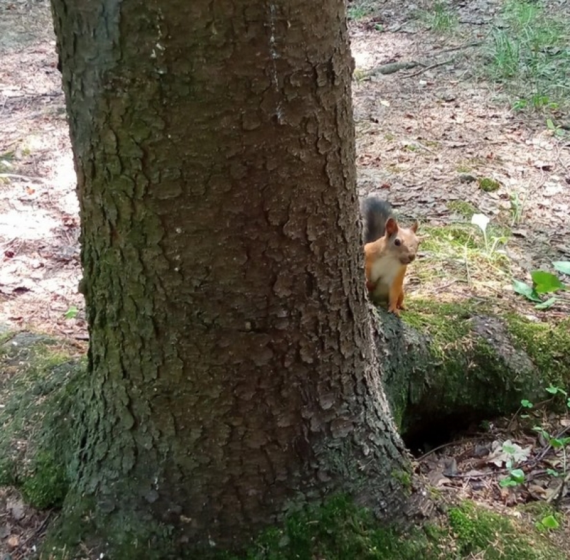 "You will sell fish": the story of the sweetest meme of this summer