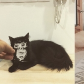 "Zamurchatelnoe cinema!": posters for films become better if you add cats to them