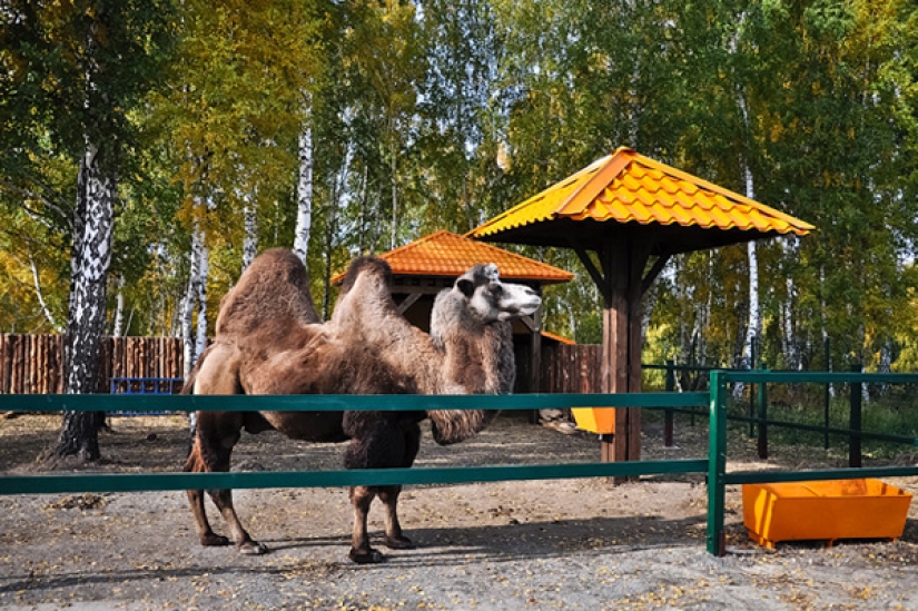 Zona de juegos infantil, un zoológico, un placer entrenador, y otros de entretenimiento Novosibirsk crematorio