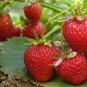 10 amazing properties of strawberries that you had no idea about
