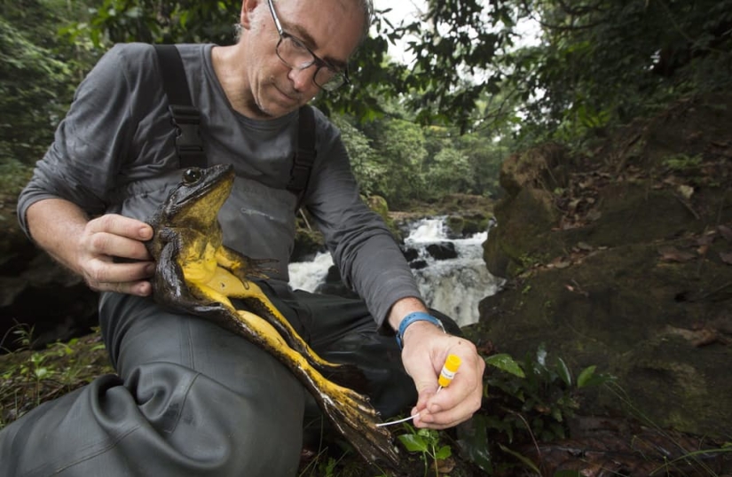 10 animales anormalmente grandes