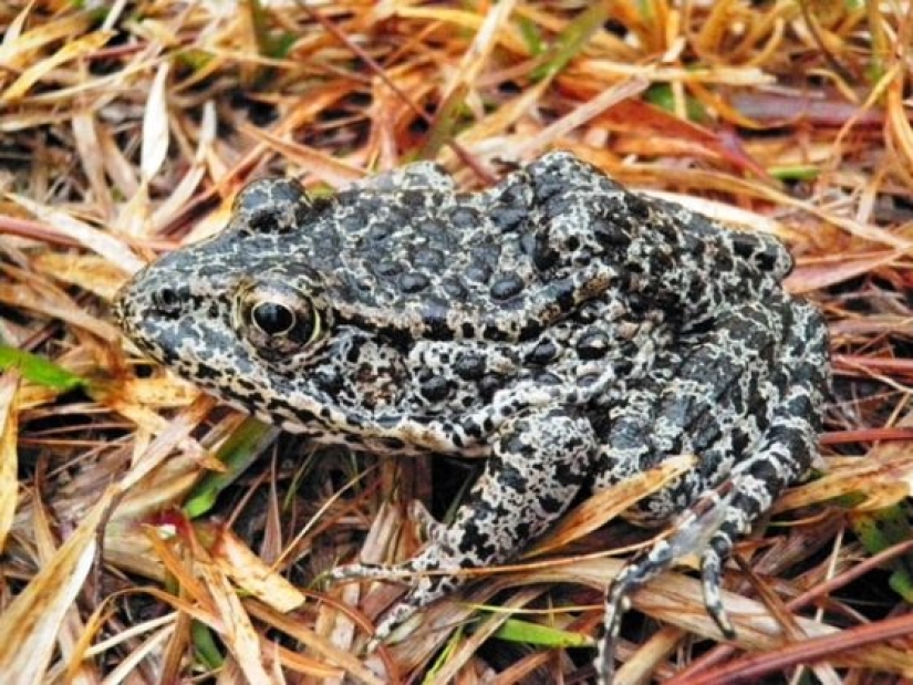 10 animales raros que son casi imposibles de ver en la naturaleza