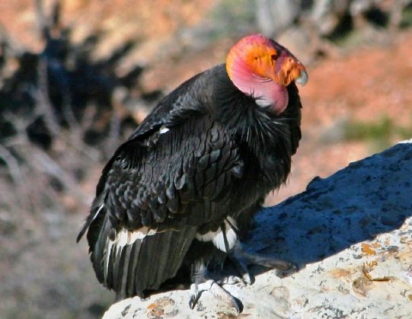 10 animales raros que son casi imposibles de ver en la naturaleza