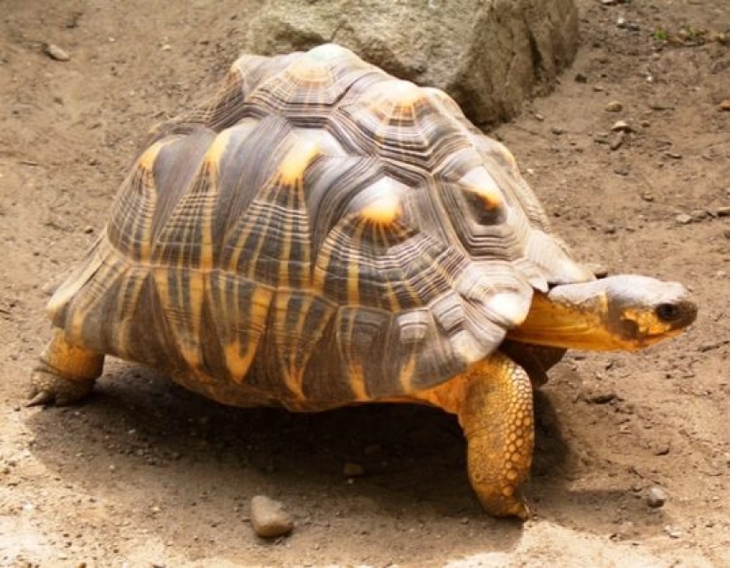 10 animales raros que son casi imposibles de ver en la naturaleza