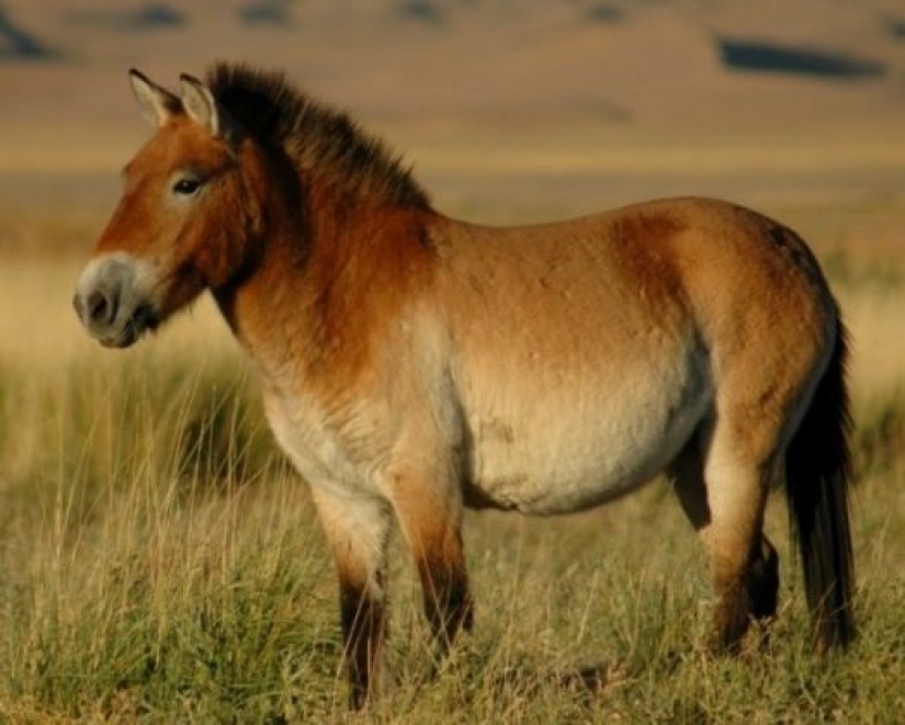 10 animales raros que son casi imposibles de ver en la naturaleza
