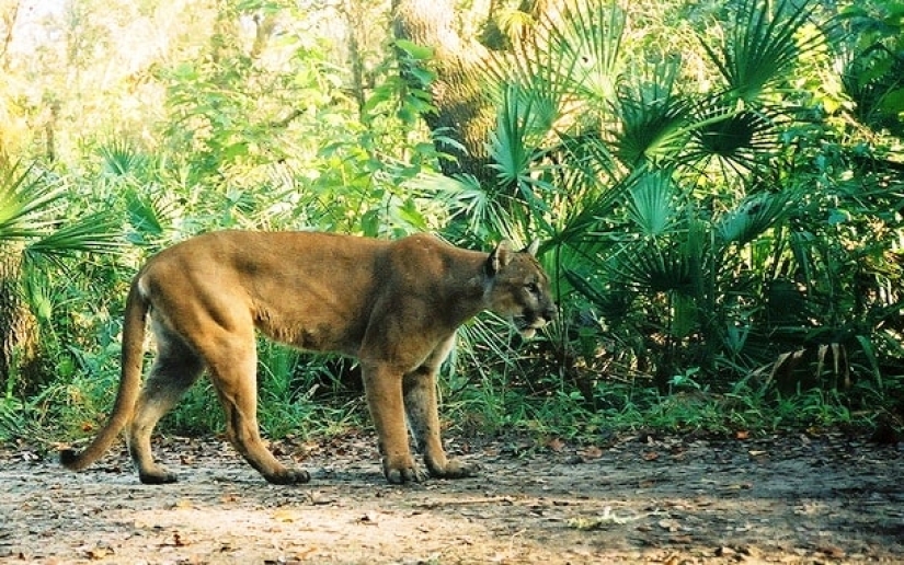 10 animales raros que son casi imposibles de ver en la naturaleza