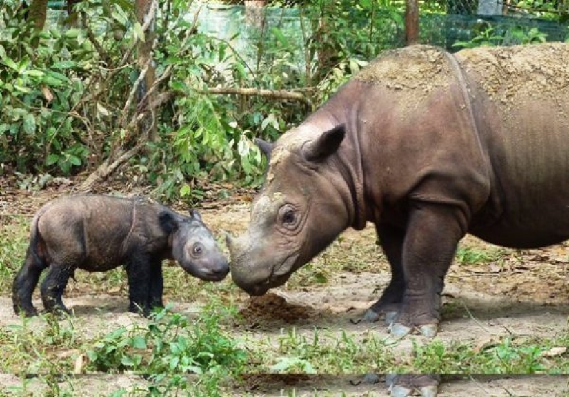 10 animales raros que son casi imposibles de ver en la naturaleza