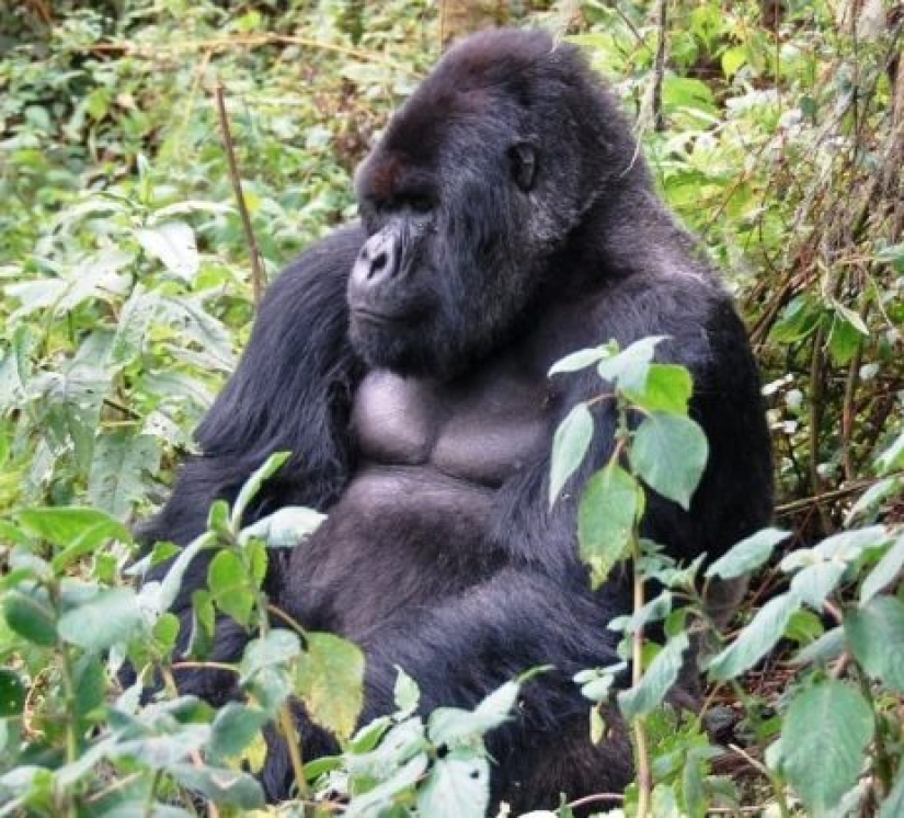 10 animales raros que son casi imposibles de ver en la naturaleza