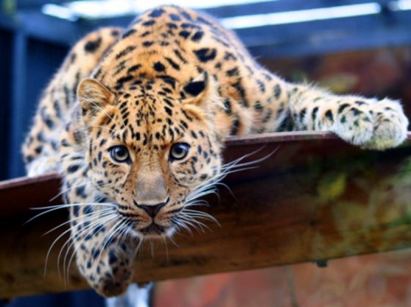10 animales raros que son casi imposibles de ver en la naturaleza