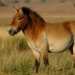 10 animales raros que son casi imposibles de ver en la naturaleza 10 animales raros que son casi imposibles de ver en la naturaleza
