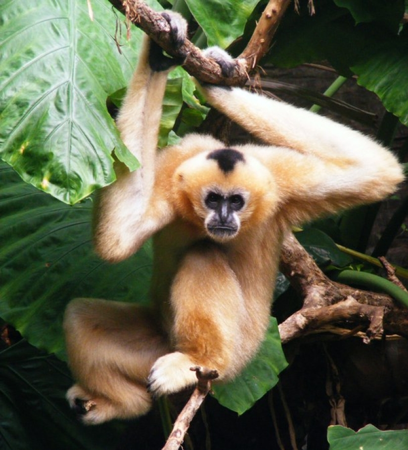 10 animales raros que son casi imposibles de ver en la naturaleza