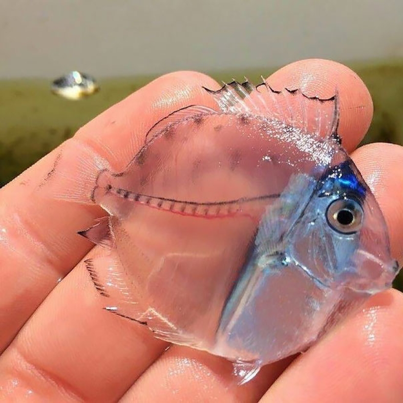 10 animales transparentes que realmente existen