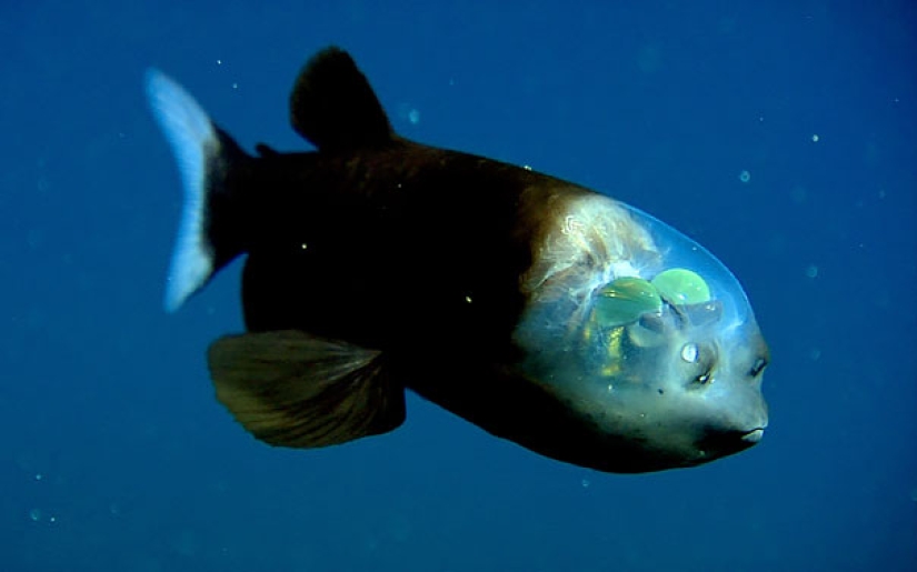 10 animales transparentes que realmente existen