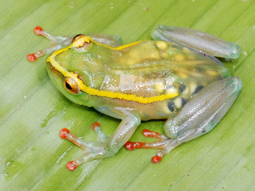 10 animales transparentes que realmente existen