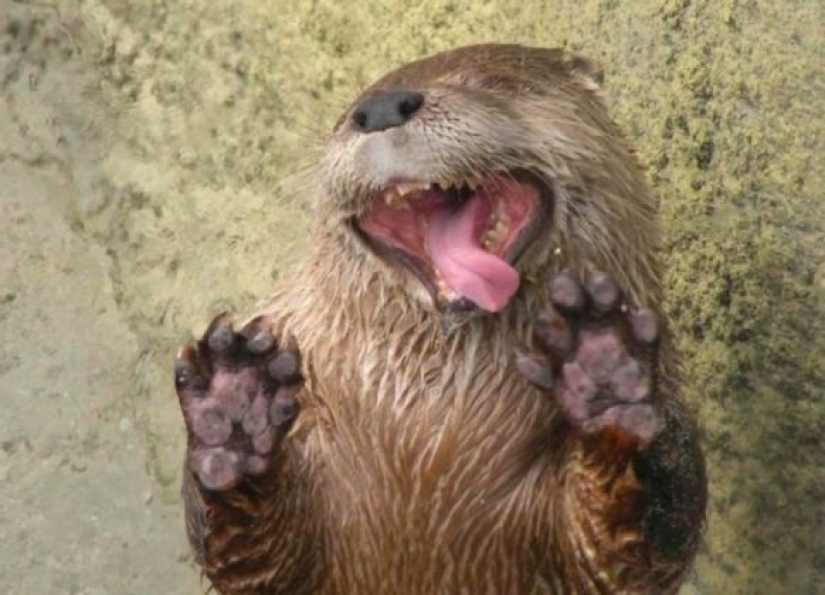 10 Animals Whose Faces Are More Expressive Than Emilia Clarke's Eyebrows 10 Animals Whose Faces Are More Expressive Than Emilia Clarke's Eyebrows