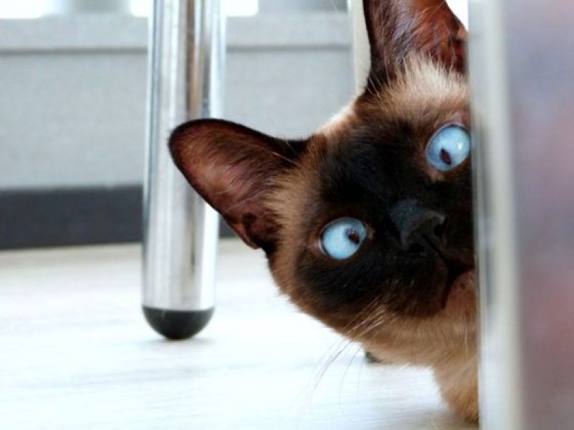 10 Animals Whose Faces Are More Expressive Than Emilia Clarke's Eyebrows 10 Animals Whose Faces Are More Expressive Than Emilia Clarke's Eyebrows