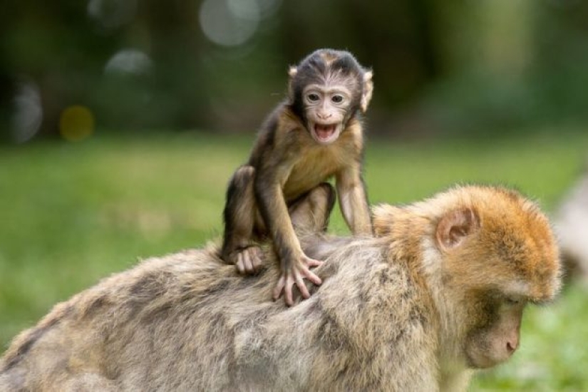 10 Animals Whose Faces Are More Expressive Than Emilia Clarke's Eyebrows 10 Animals Whose Faces Are More Expressive Than Emilia Clarke's Eyebrows