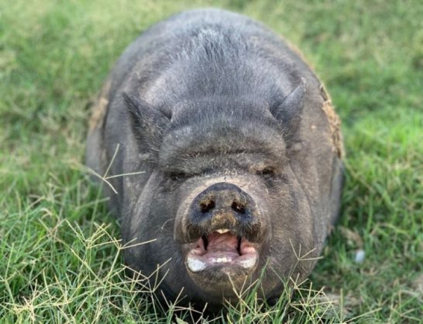 10 Animals Whose Faces Are More Expressive Than Emilia Clarke's Eyebrows 10 Animals Whose Faces Are More Expressive Than Emilia Clarke's Eyebrows